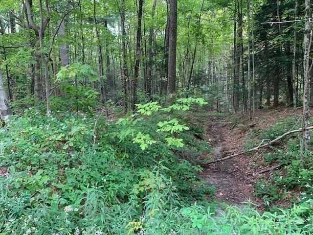 an aerial view of a house with a lush green forest