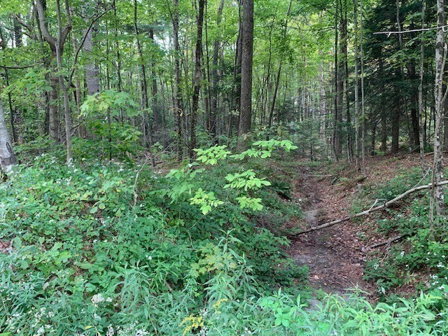 289 Monterey Road Otis, MA 01253 - Photo 34 of 42 a view of forest