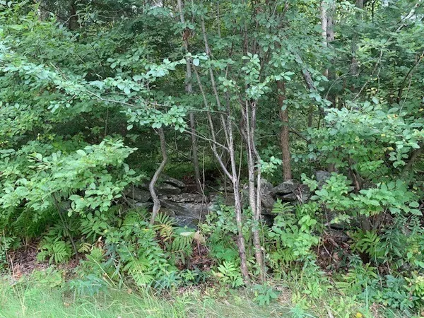a view of a garden with plants
