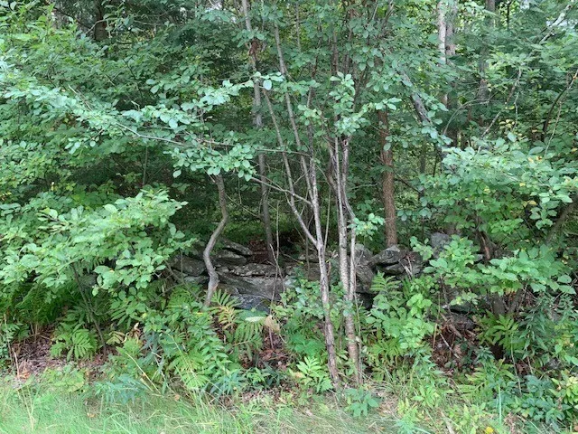 a view of a garden with plants