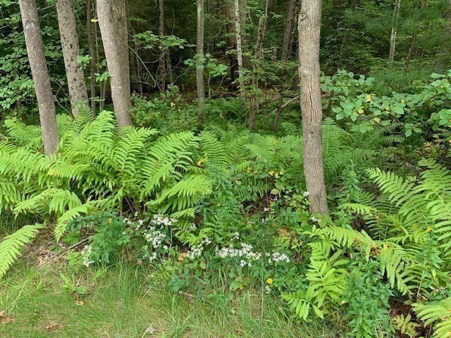 289 Monterey Road Otis, MA 01253 - Photo 39 of 42 a view of outdoor space and garden