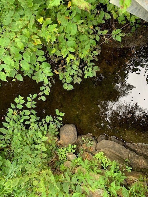289 Monterey Road Otis, MA 01253 - Photo 5 of 42 a backyard of a house
