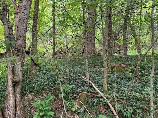 a view of a forest with trees