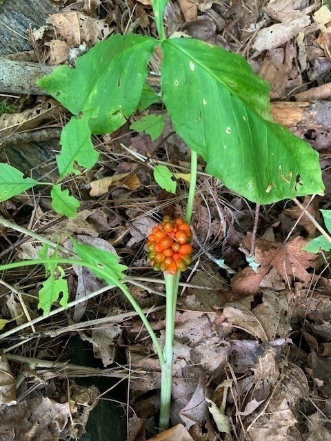 289 Monterey Road Otis, MA 01253 - Photo 7 of 42 a backyard of a house with lots of green space