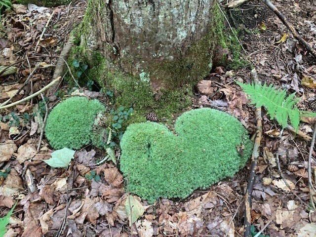 289 Monterey Road Otis, MA 01253 - Photo 8 of 42 a green field with lots of trees