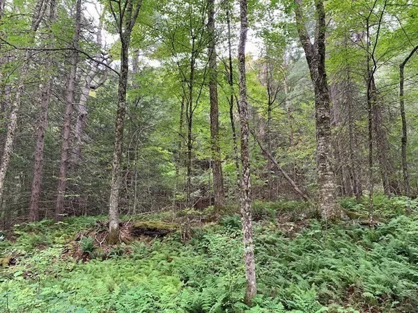a view of a forest that has large trees