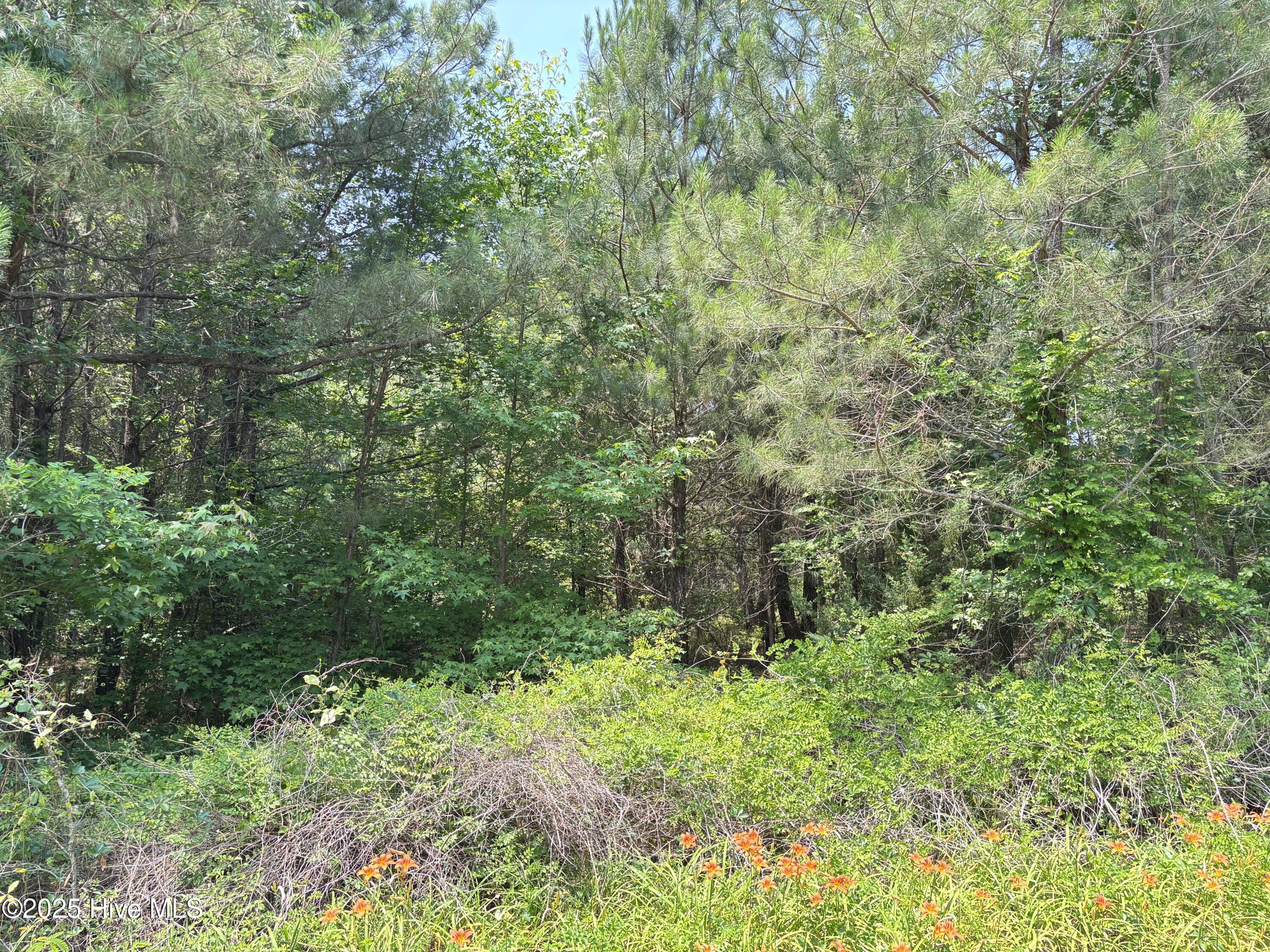 Lot 23 Buckhorn Church Road Como, NC 27818 - Photo 6 of 8 IMG_2830