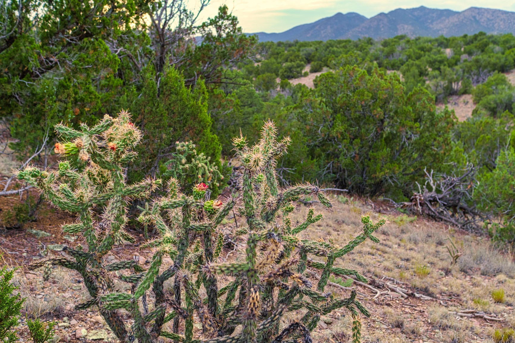 176 Wagon Trail Road Cerrillos, NM 87010 - Photo 20 of 35