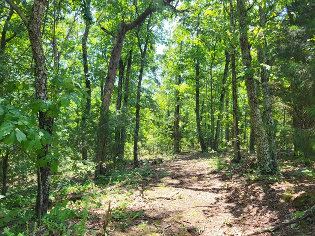 a view of outdoor space and trees