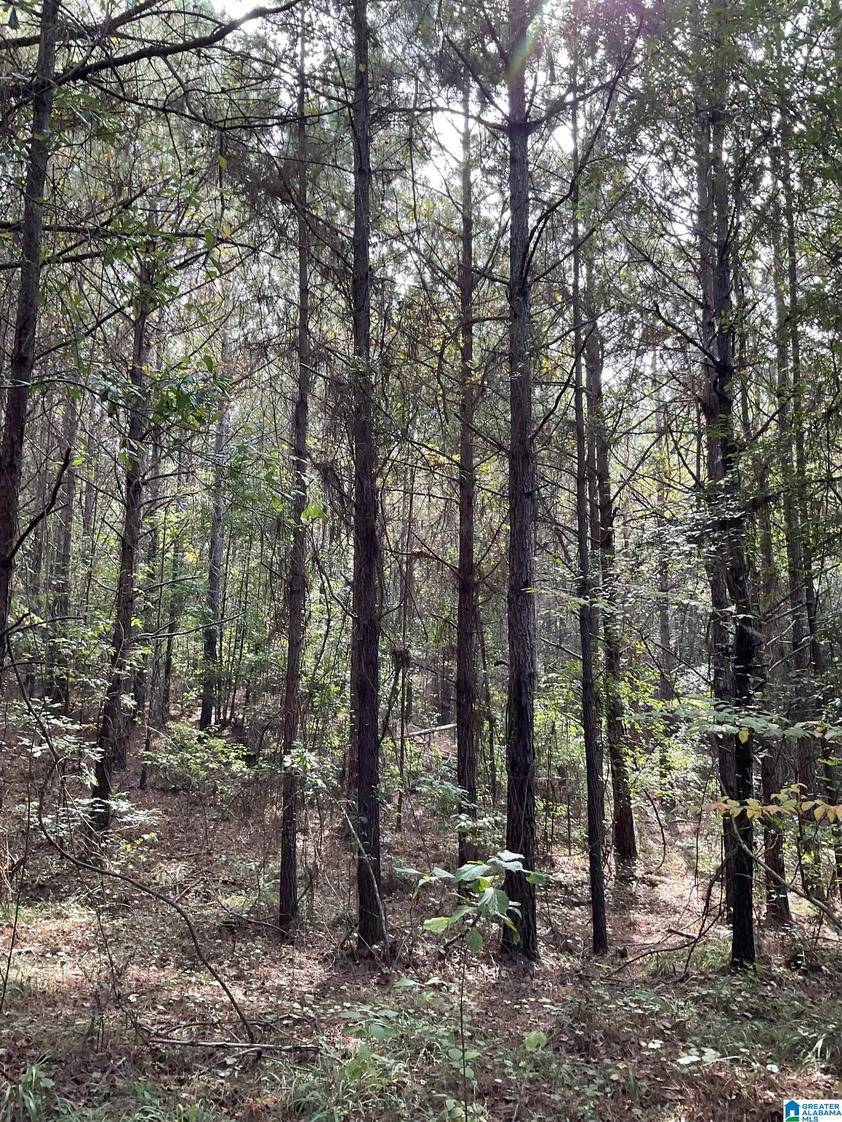 253 County Road, Unit 10010200000008000 Clanton, AL 35046 - Photo 7 of 7