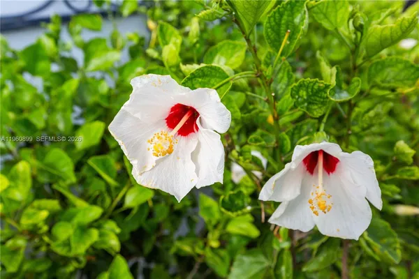 a view of a painting of a tree