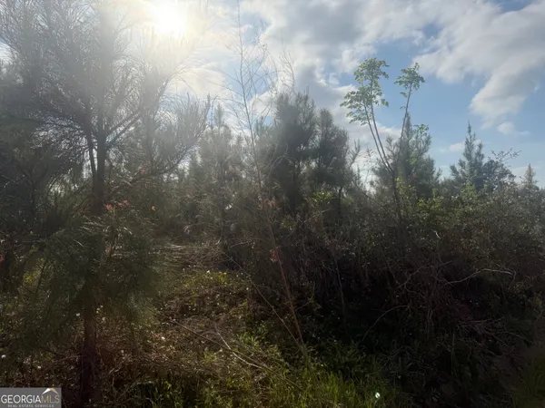 a view of a yard