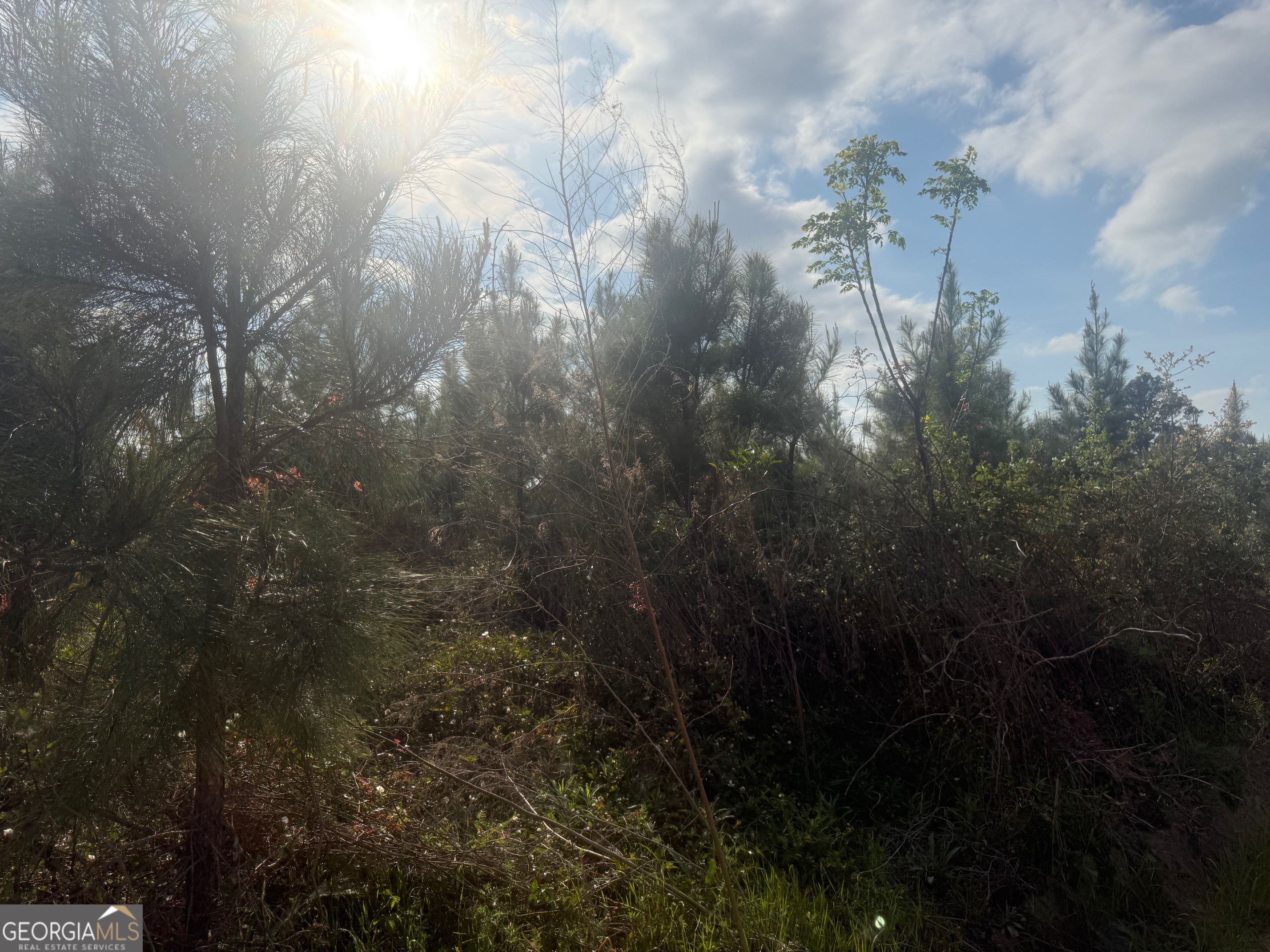 0 Earl Varnadoe Road Lumber City, GA 31549 - Photo 2 of 6