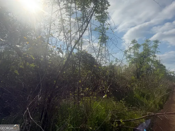 a view of a yard