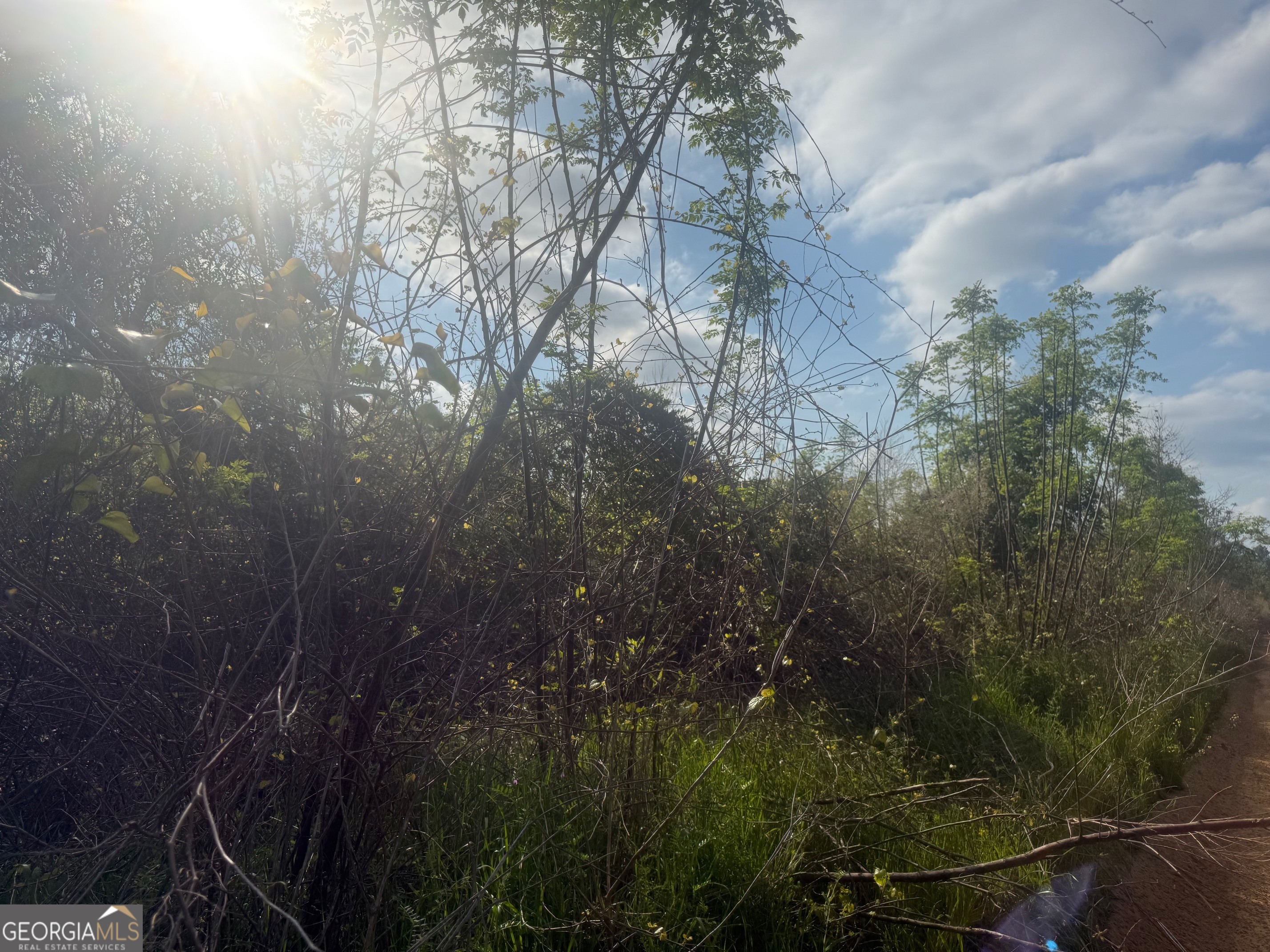 0 Earl Varnadoe Road Lumber City, GA 31549 - Photo 4 of 6