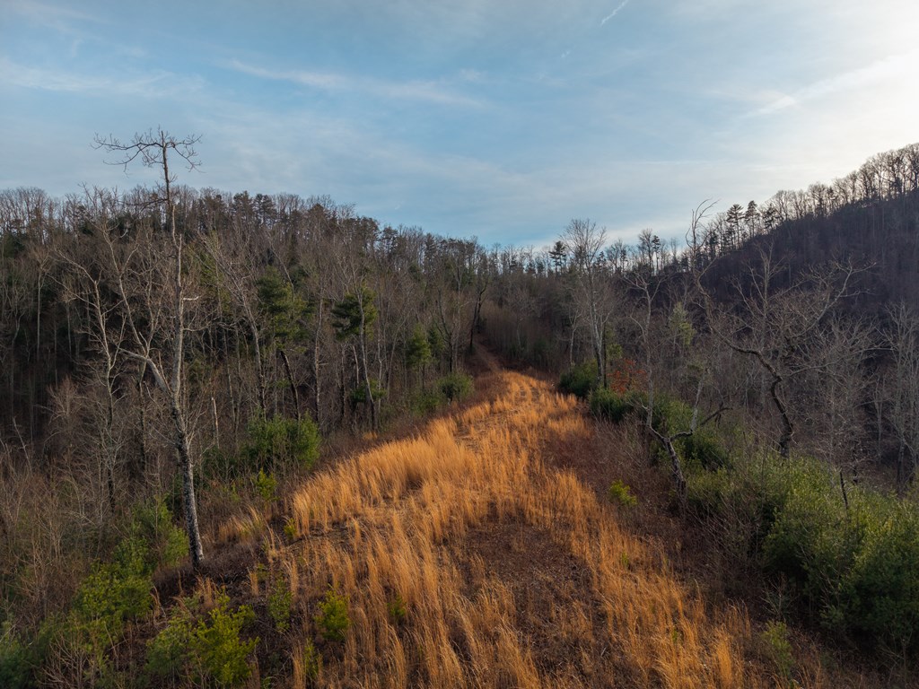 156-ac Higdon Creek Road Blue Ridge, GA 30513 - Photo 14 of 39 a view of a yard