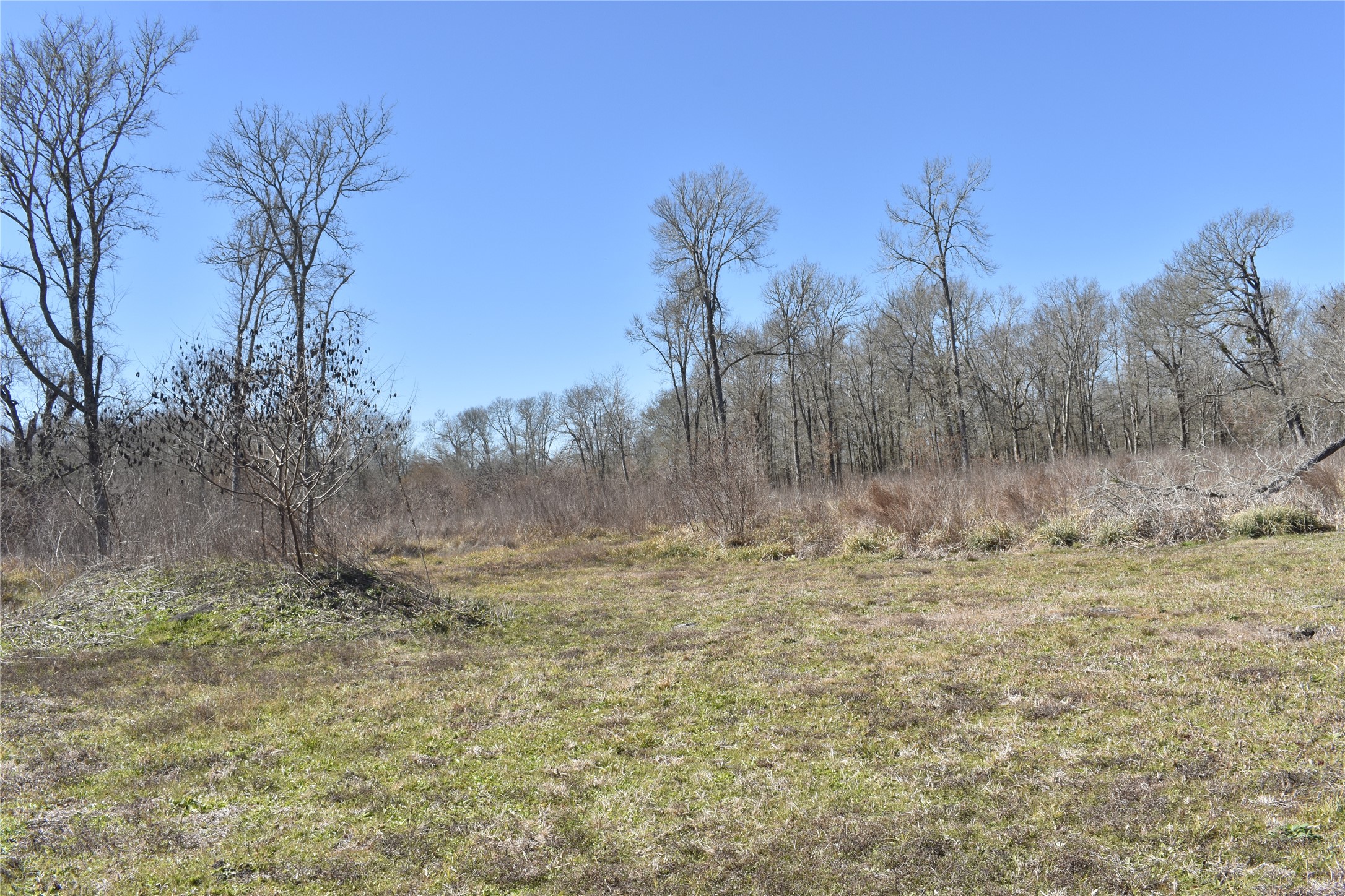 8475 Sunny Side Road Hempstead, TX 77445 - Photo 13 of 15 a view of a dry yard with trees