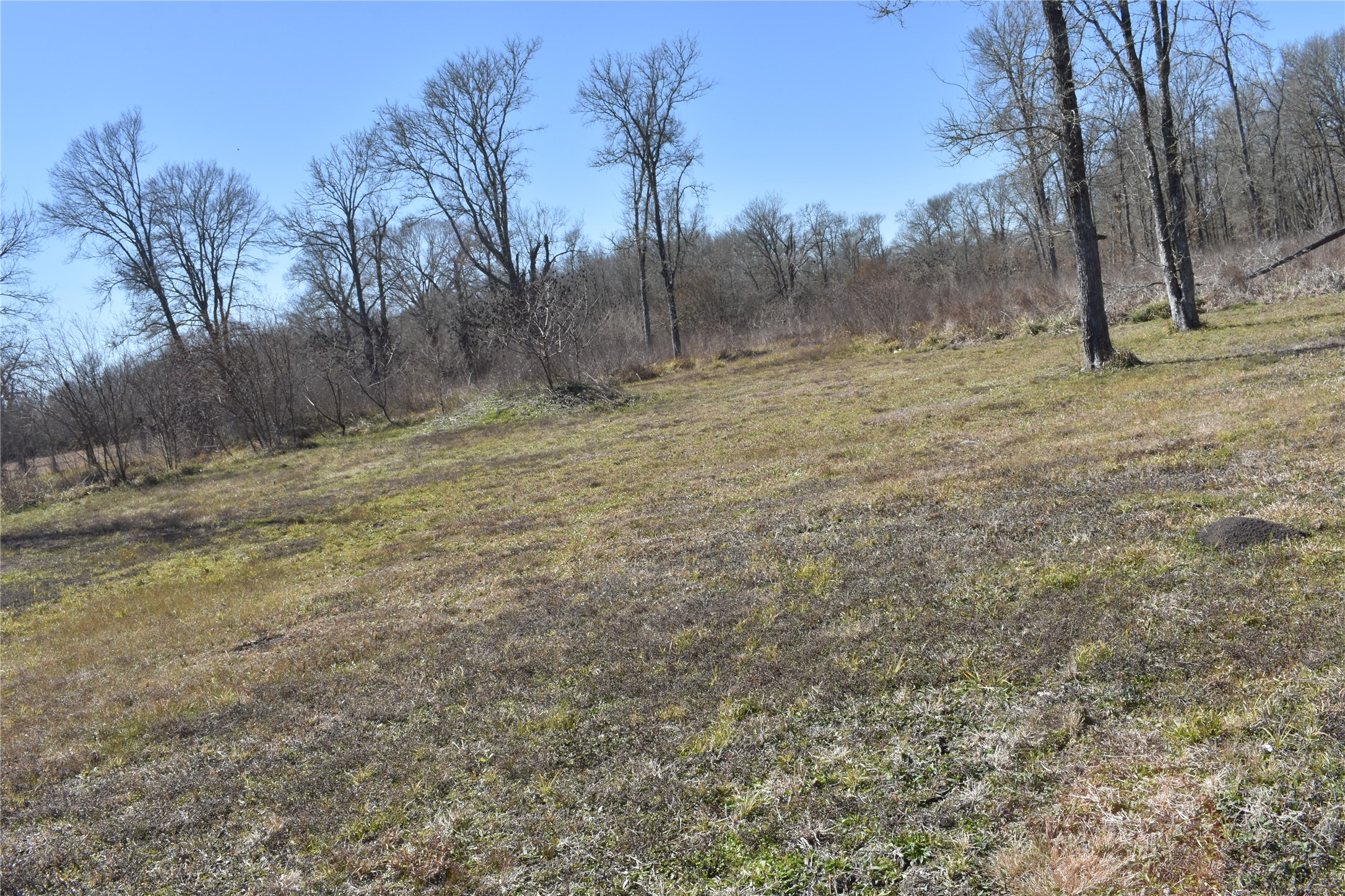 8475 Sunny Side Road Hempstead, TX 77445 - Photo 9 of 15 a view of a yard with trees