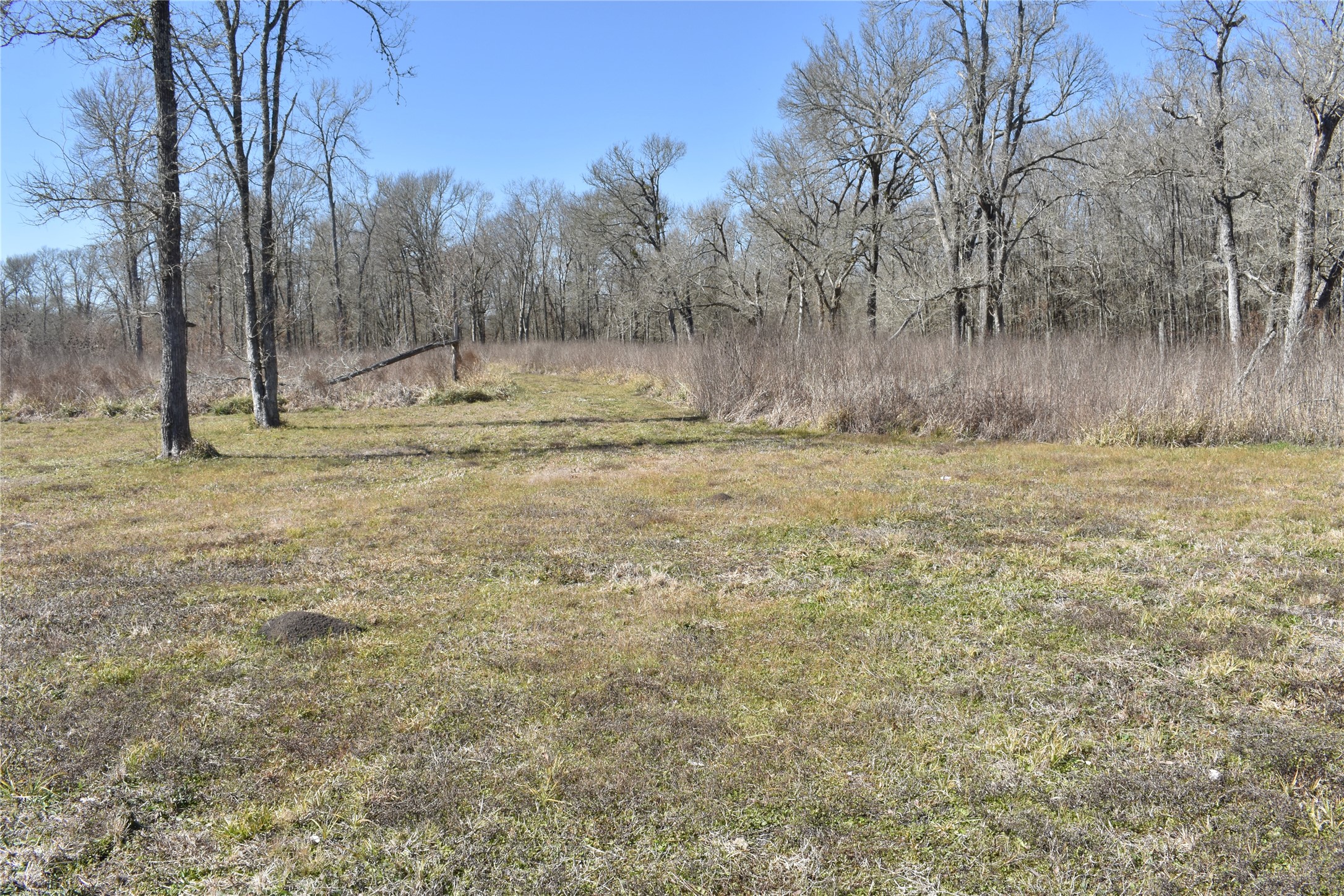 8475 Sunny Side Road Hempstead, TX 77445 - Photo 10 of 15 a view of a yard with large trees