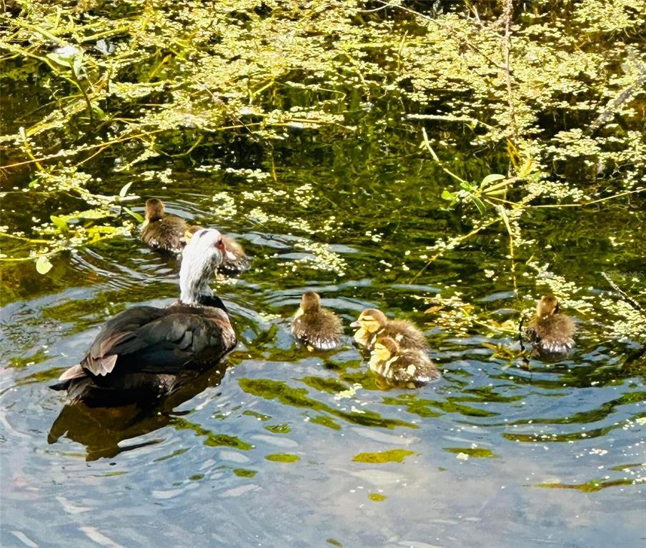 1100 East Bay Drive, Unit 35 Largo, FL 33770 - Photo 23 of 34 a view of backyard