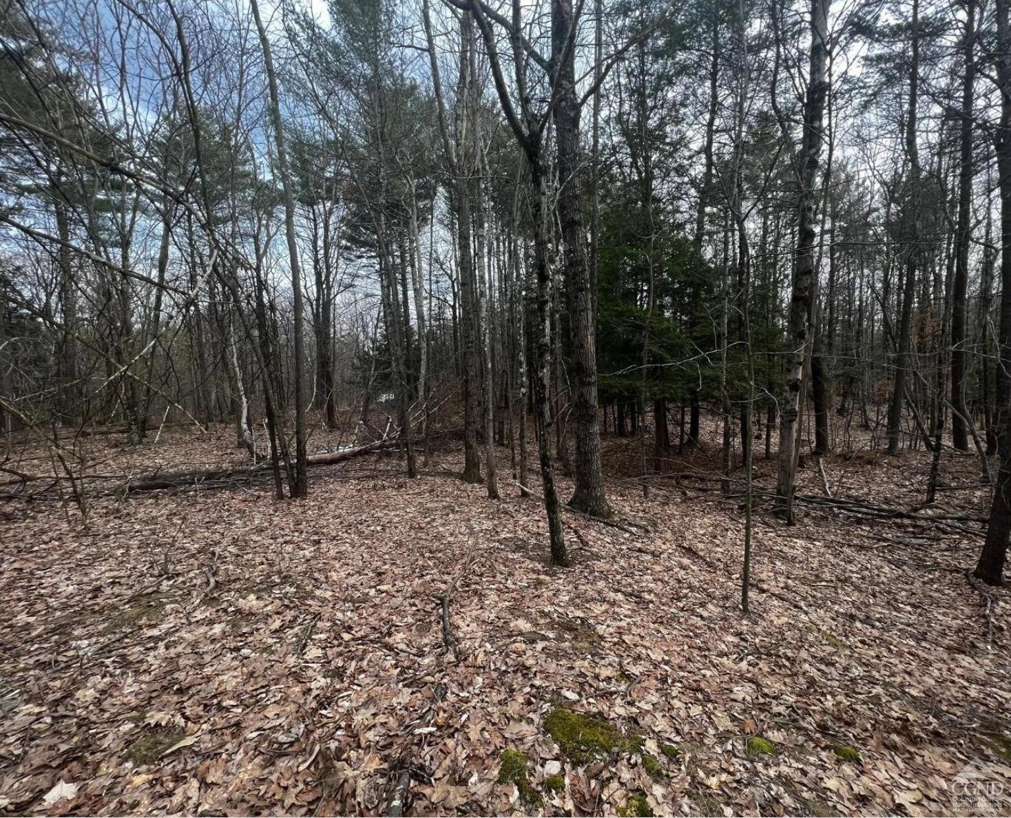 20 Marie Drive Cairo, NY 12413 - Photo 3 of 7 a view of a forest