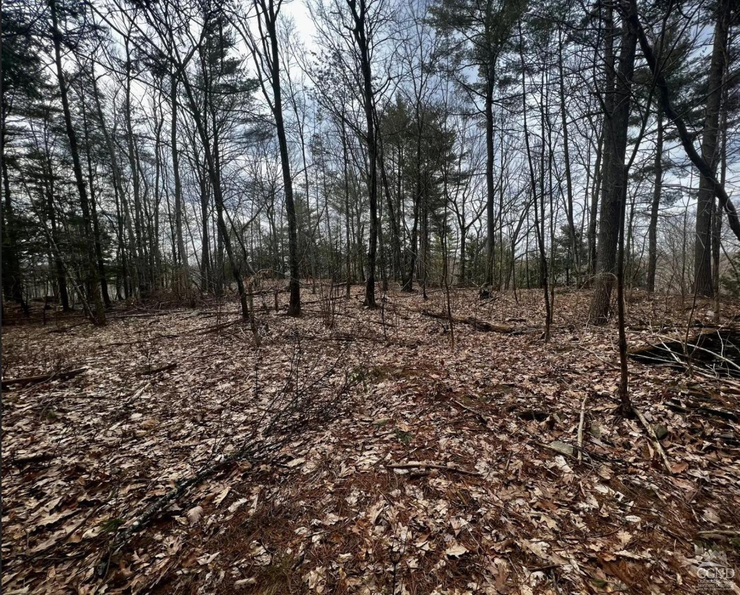 20 Marie Drive Cairo, NY 12413 - Photo 4 of 7 a view of outdoor space with trees