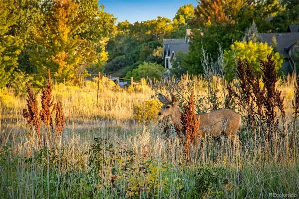 $1,490,000 | 4821 Hay Wagon Court, Loveland, CO 80537