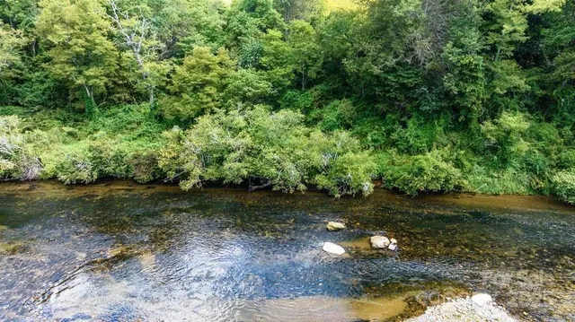 a view of a yard with plants and large trees