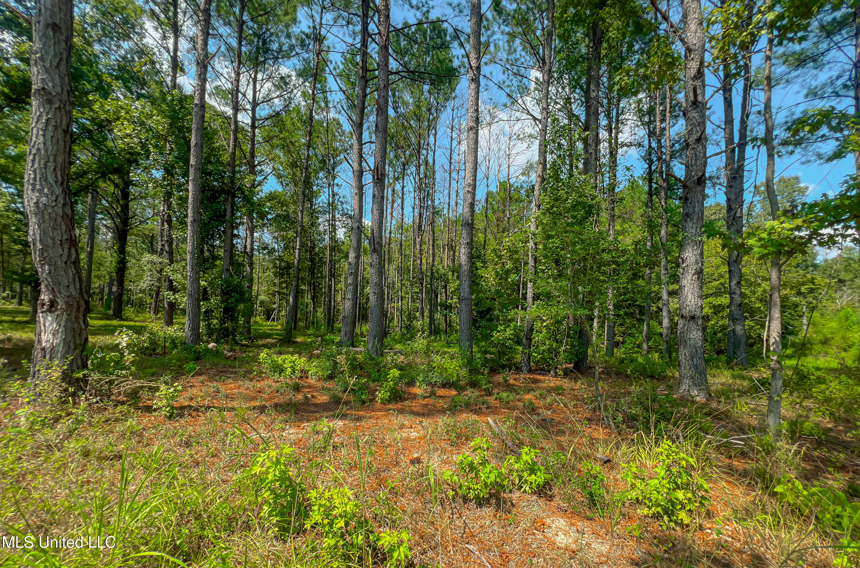 167 Hunter's Cove Madison, MS 39110 - Photo 8 of 9 IMG_7178