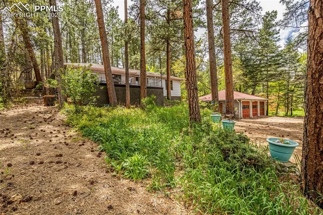 a view of a yard with plants and large trees