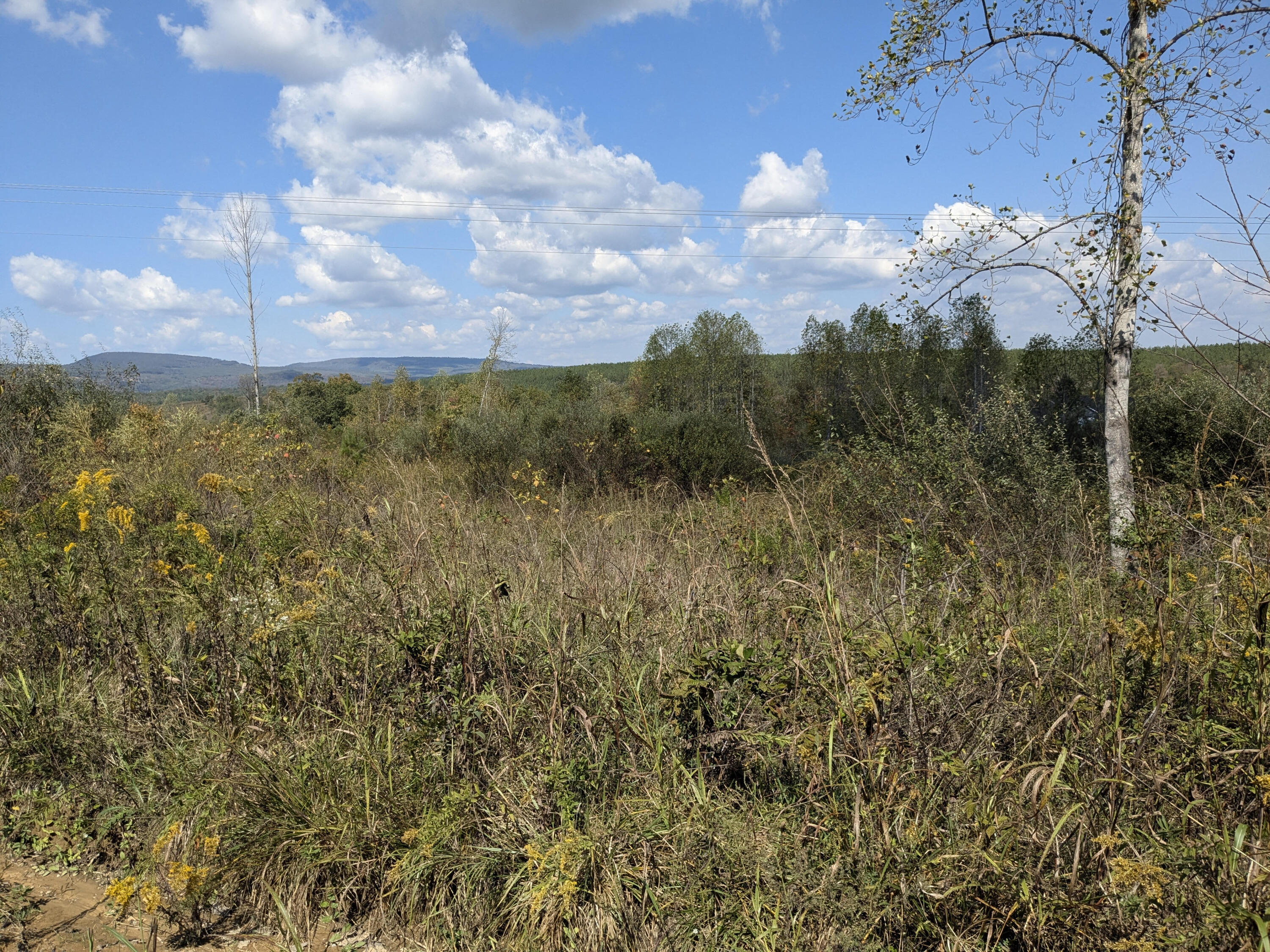 0 Shut In Gap Road, Unit 7 Spring City, TN 37381 - Photo 3 of 7 SIG3
