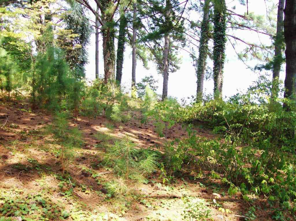 Lot 6 Luther Land Road Seneca, SC 29672 - Photo 5 of 6 Gallery Image 5