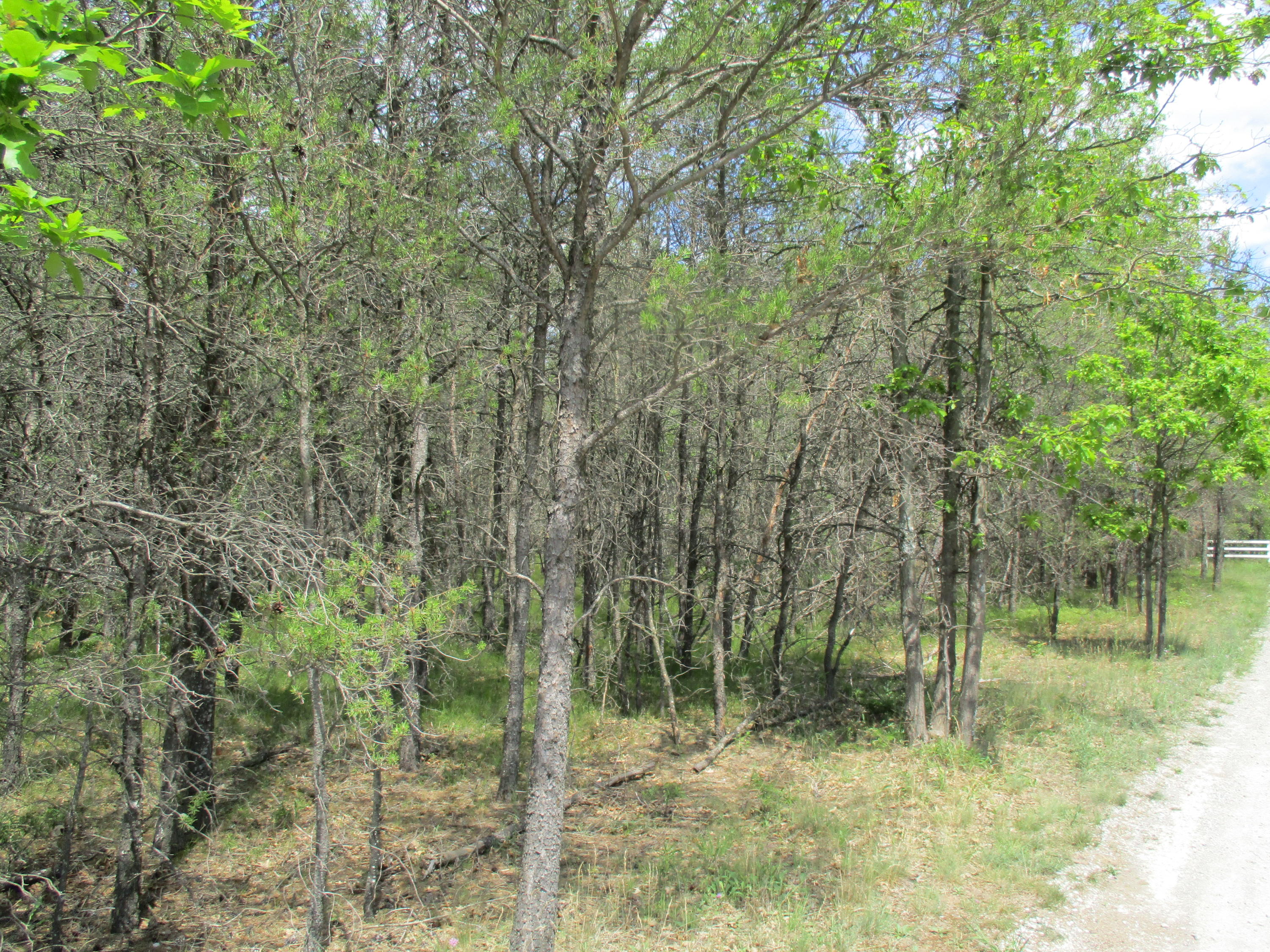 Stephan Bridge Road Grayling, MI 49738 - Photo 5 of 6 Gallery Image 5
