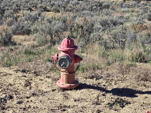 a fire hydrant sitting in the middle of a forest