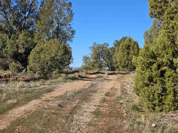 a view of dirt yard with a tree