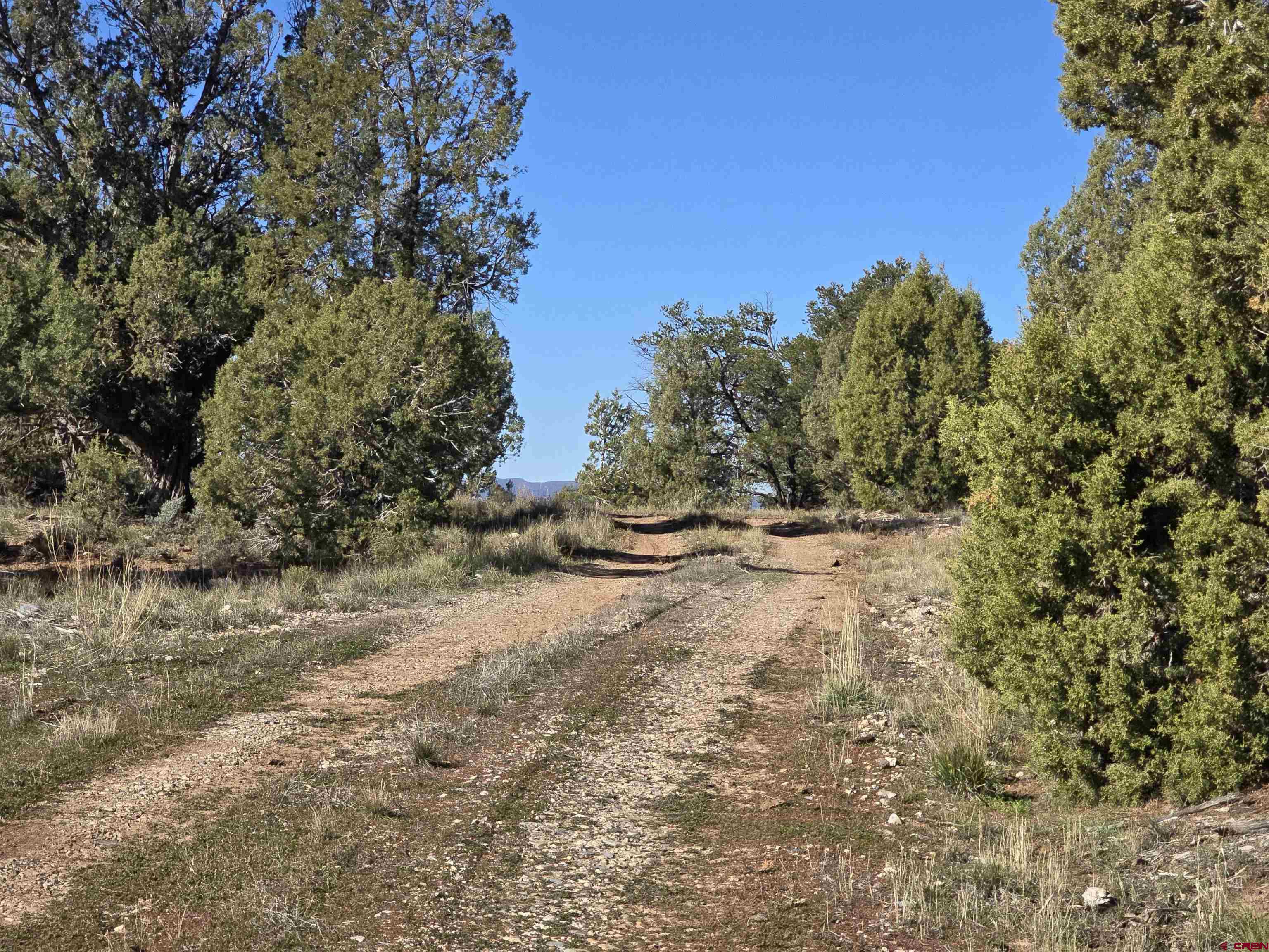 134 Rawhide Road Durango, CO 81303 - Photo 3 of 15 a view of dirt yard with a tree