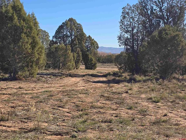 a view of dirt yard with a large tree