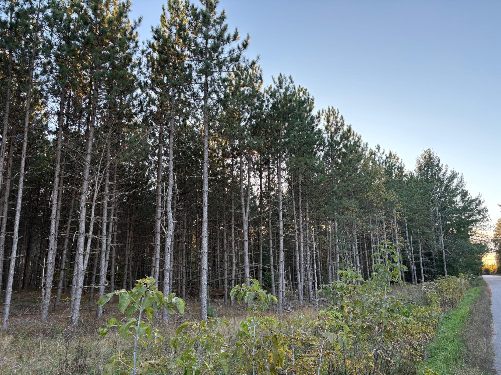 Lot 2 Plantation Road Pelican Lake, WI 54463 - Photo 5 of 7 Gallery Image 5
