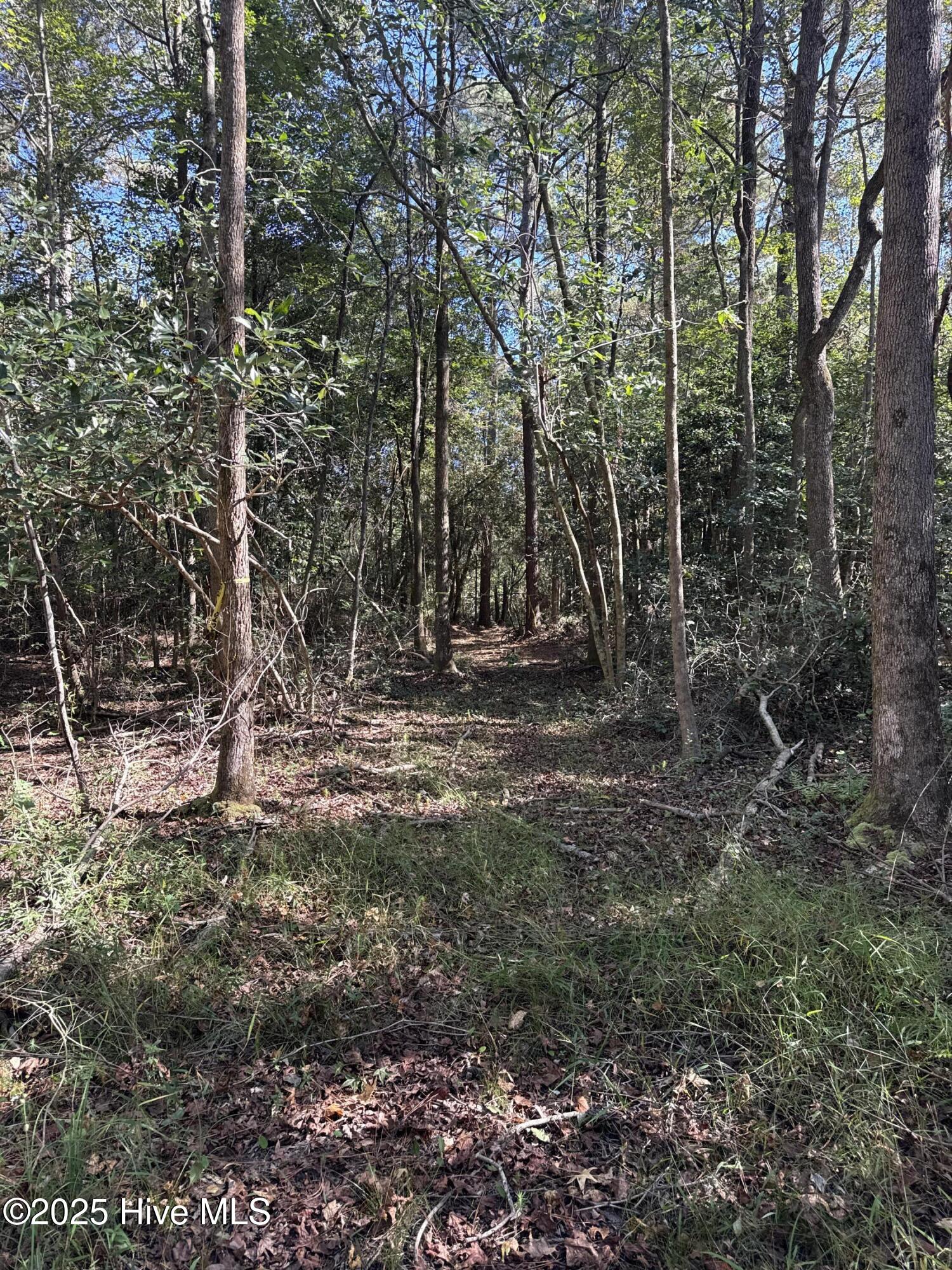 Off Earl Price Road Deep Run, NC 28525 - Photo 12 of 18 DJI_20251003_104552_225