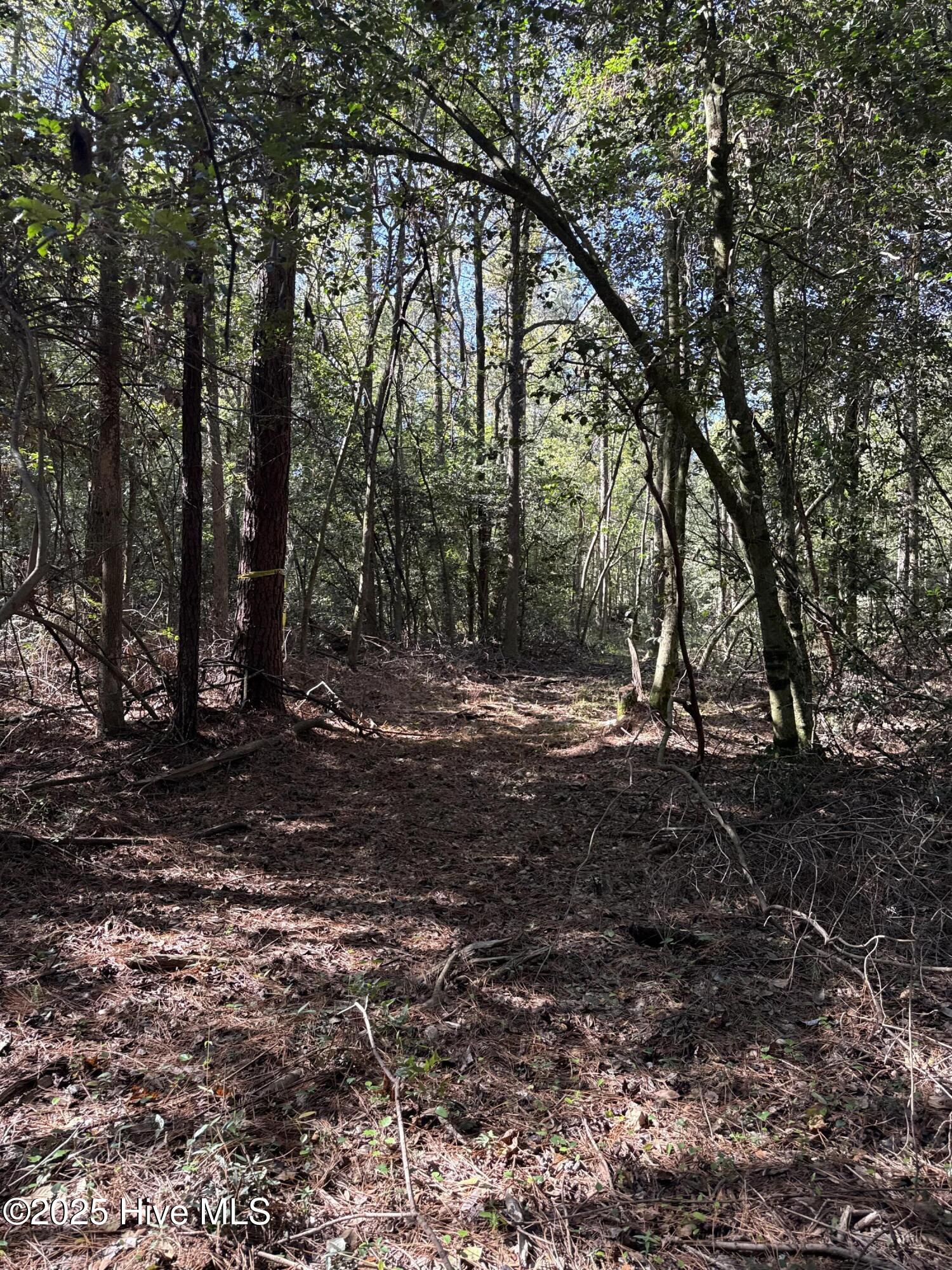 Off Earl Price Road Deep Run, NC 28525 - Photo 13 of 18 DJI_20251003_104628_347
