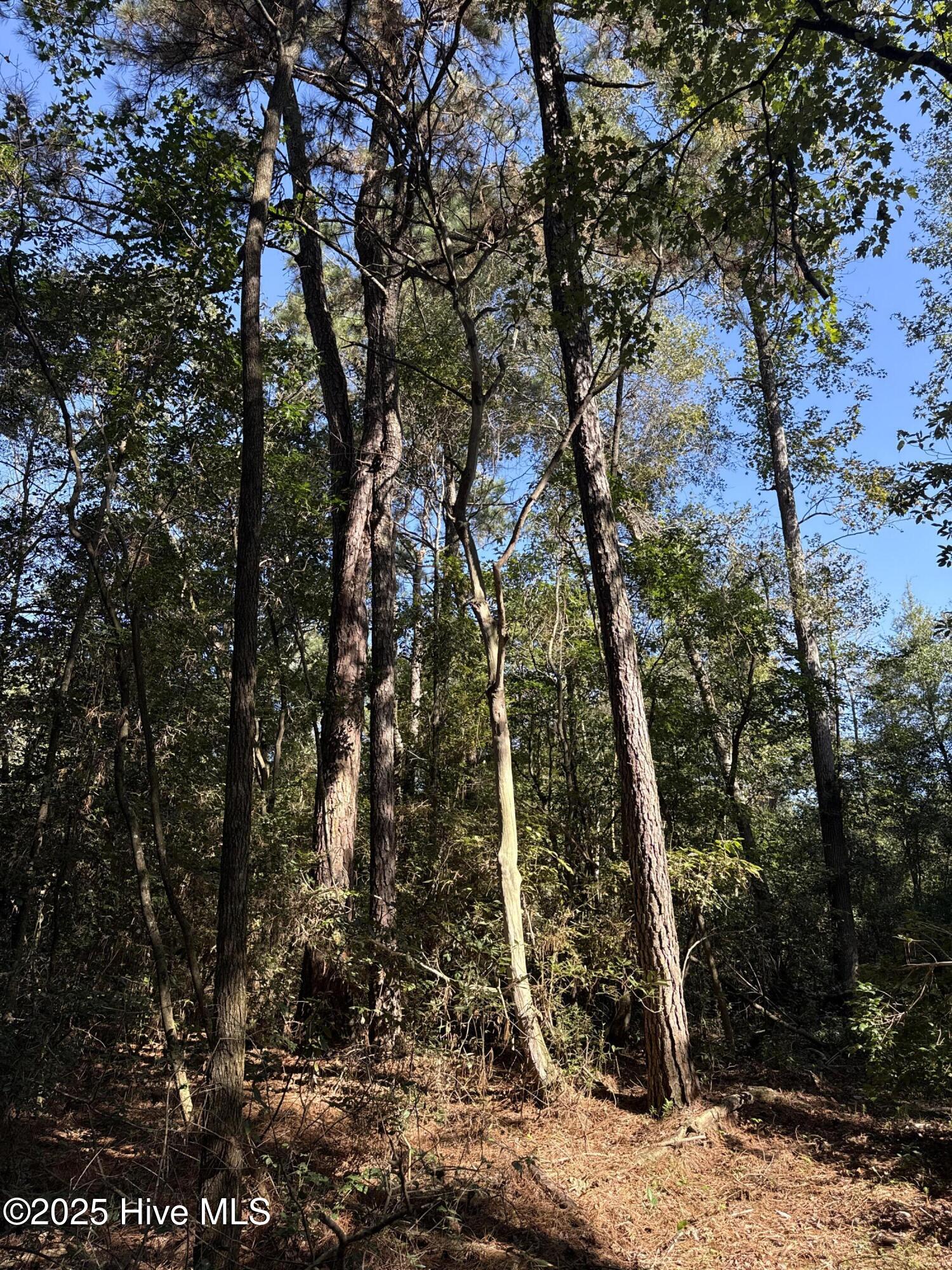 Off Earl Price Road Deep Run, NC 28525 - Photo 14 of 18 DJI_20251003_104640_888