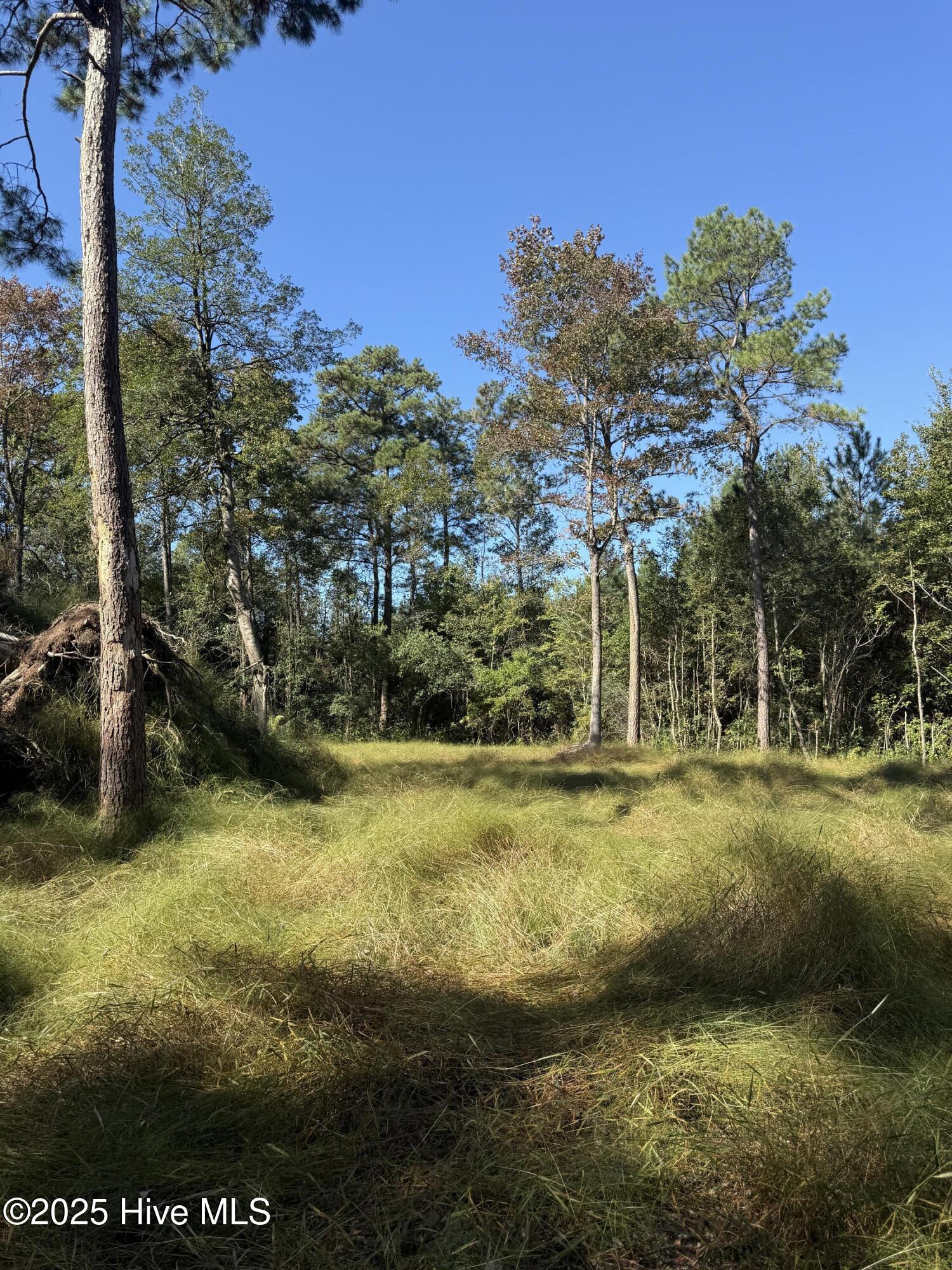 Off Earl Price Road Deep Run, NC 28525 - Photo 6 of 18 IMG_8306