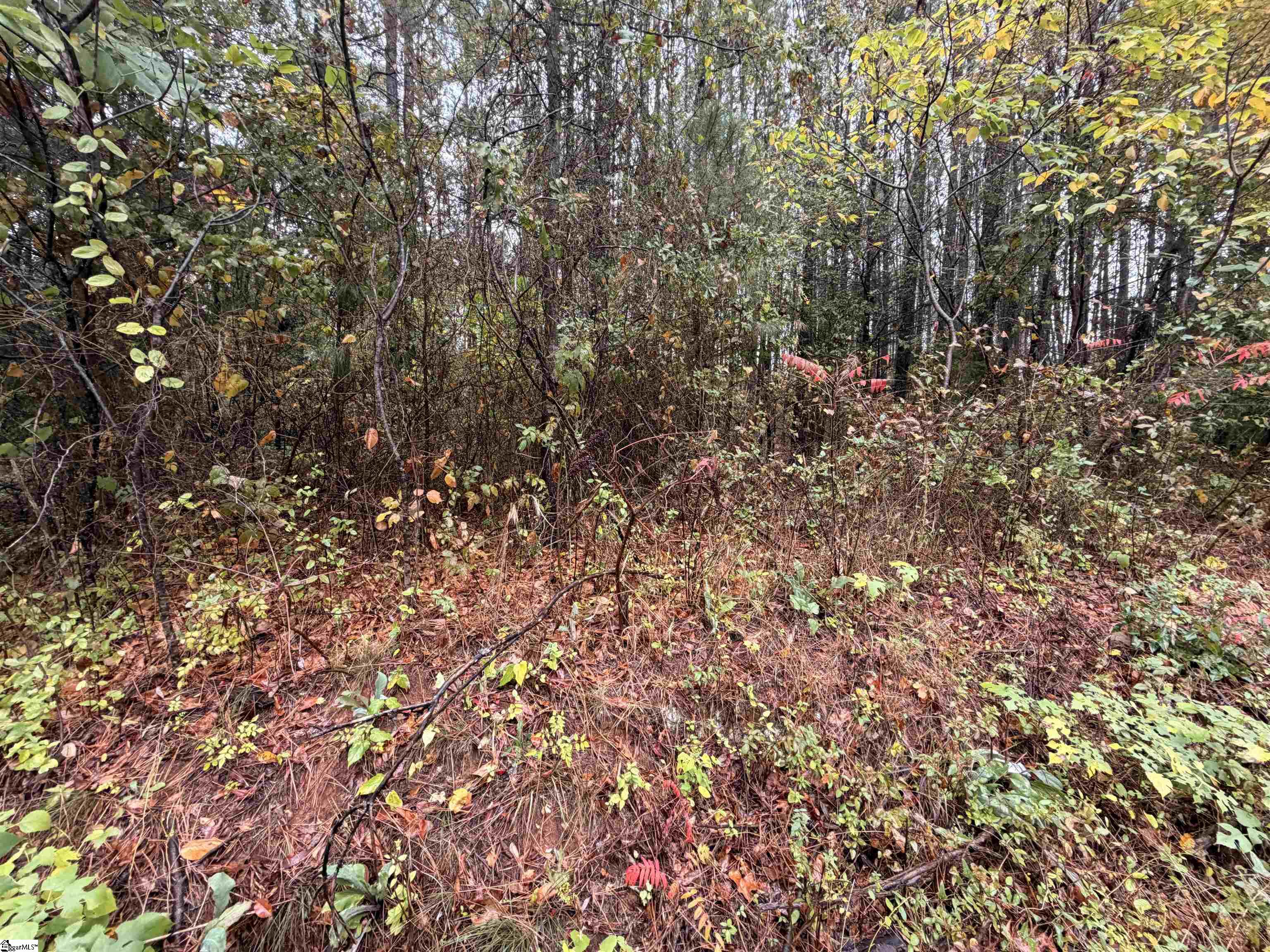 0 Beech Springs Road Pelzer, SC 29669 - Photo 4 of 6