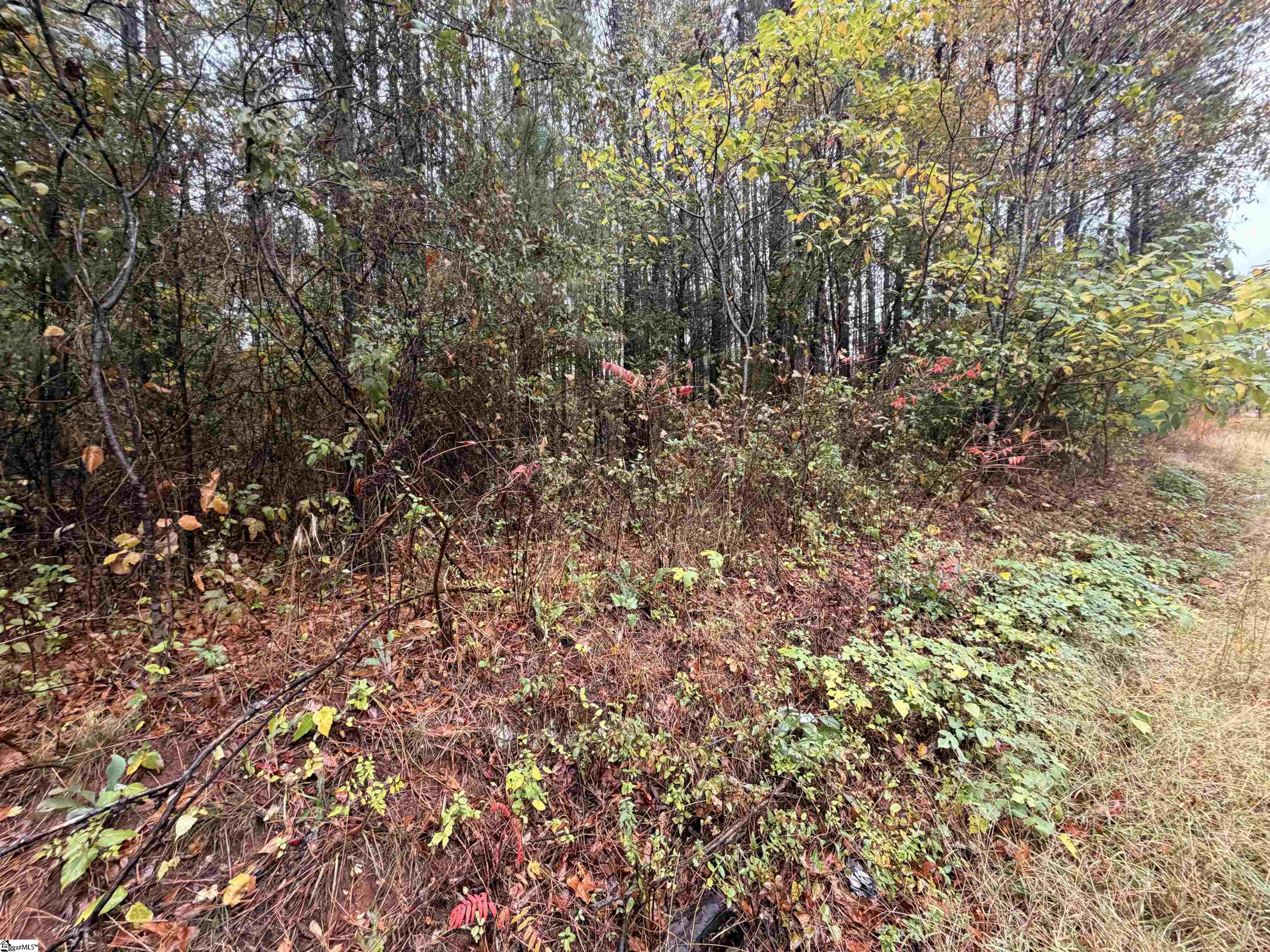 0 Beech Springs Road Pelzer, SC 29669 - Photo 5 of 6