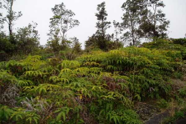 1374 Volcano Road Mountain View, HI 96771 - Photo 3 of 3 a view of a lush green forest with houses