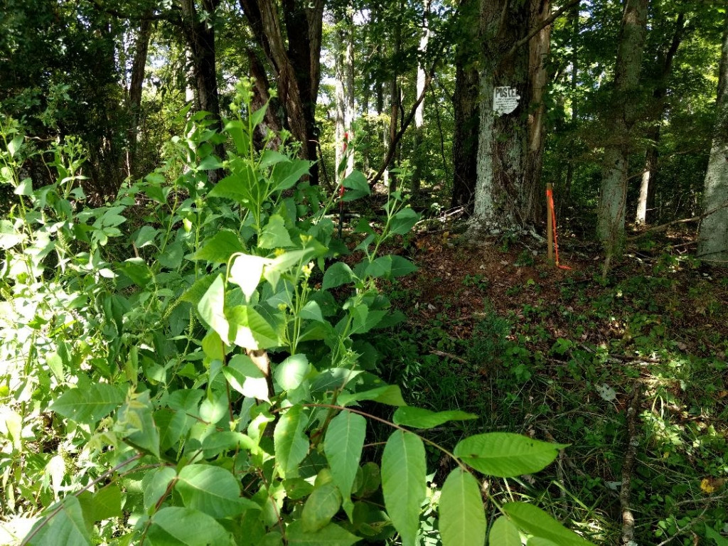 Tdb Buffalo Pond Road Bristol, VA 24202 - Photo 2 of 6 Recent Survey on file