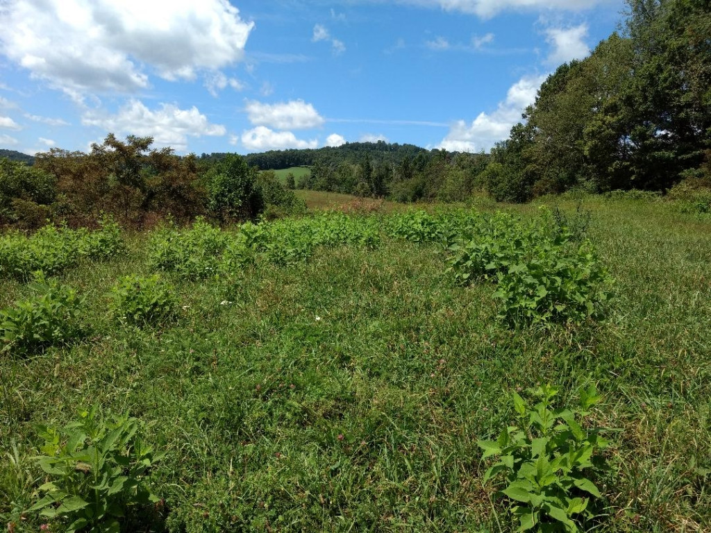 Tdb Buffalo Pond Road Bristol, VA 24202 - Photo 6 of 6 Photo 6