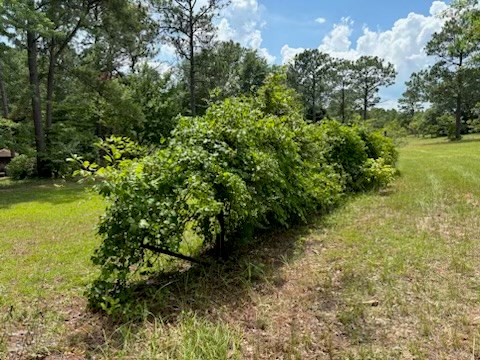 897 Buffalo Road Box Springs, GA 31801 - Photo 18 of 48 Muscadine vines