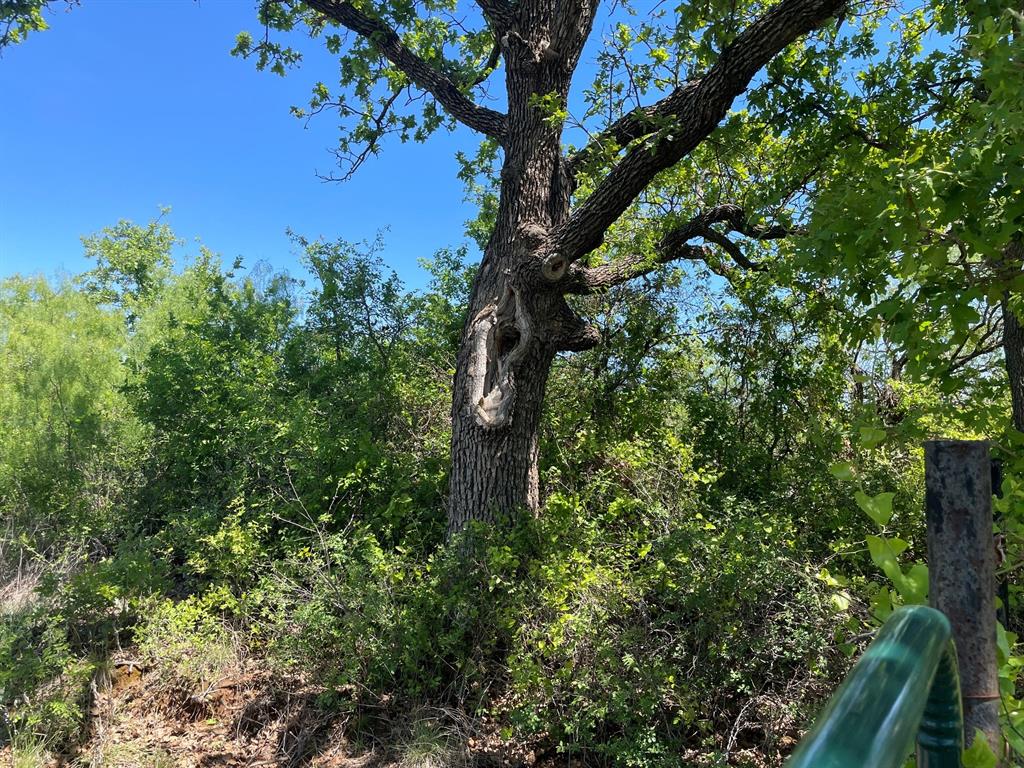 Tbd Tbd County Road Cisco, TX 76437 - Photo 11 of 12 a view of a tree