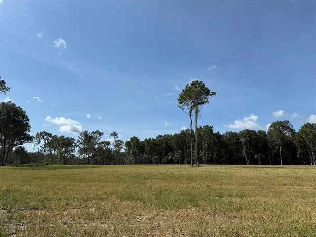a view of a big yard with a large tree